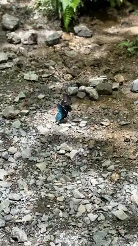小國神社(静岡県)