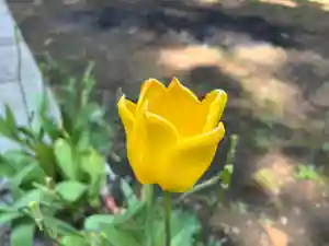 大宮温泉神社の自然(2022年05月11日(水) 08時07分43秒投稿)