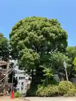 品川神社の自然