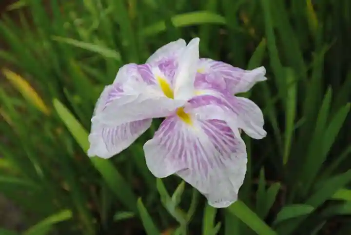 二本松寺(茨城県)