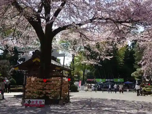 出雲大社相模分祠の自然