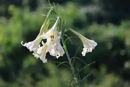 高司神社〜むすびの神の鎮まる社〜(福島県)