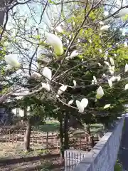 新琴似神社の庭園