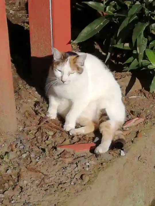 間々田八幡宮の動物