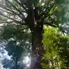 田無神社の自然