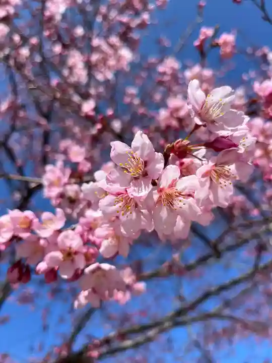 眞田神社の自然