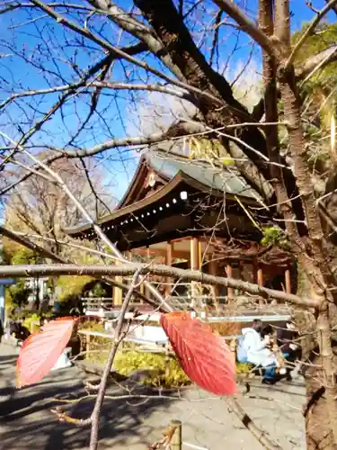鳩森八幡神社の自然