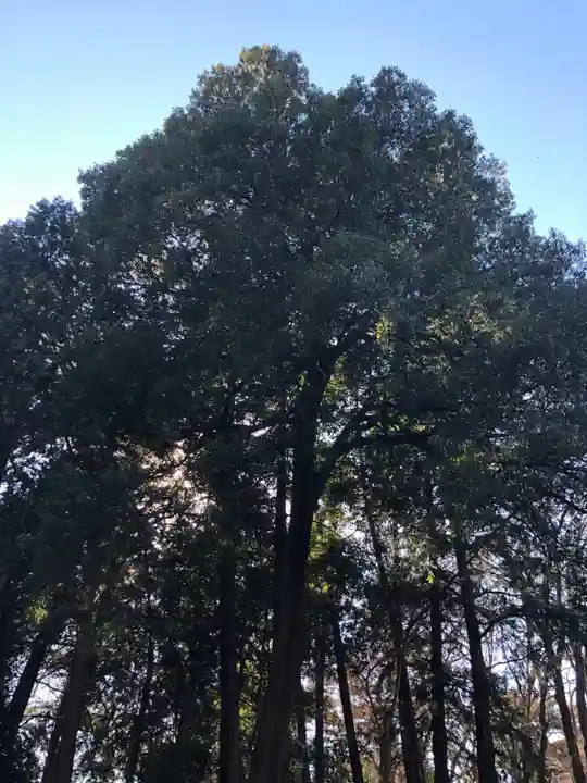 東村山八坂神社の自然