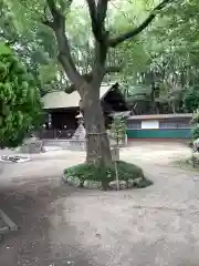 神明社（桜神明社）の自然