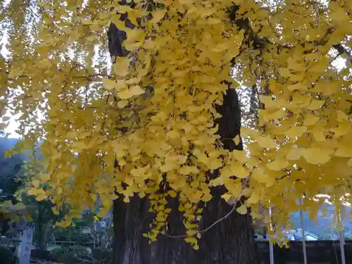 丹生酒殿神社の自然