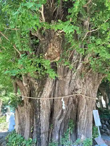 五所神社(神奈川県)