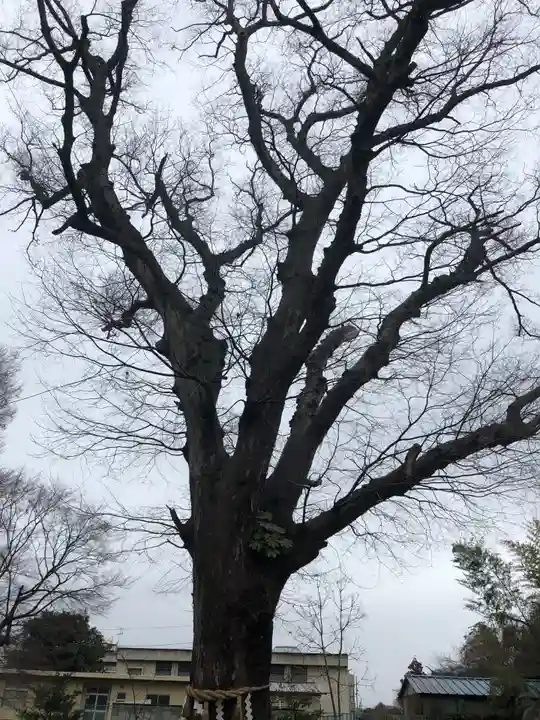 素鵞神社の自然