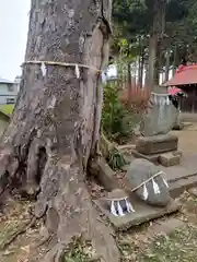 大井氷川神社(埼玉県)