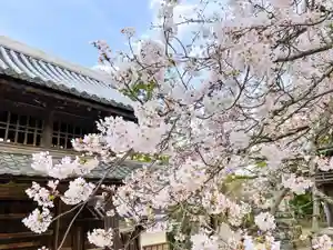 伊勢の国 四天王寺の自然(2022年04月02日(土) 14時21分49秒投稿)