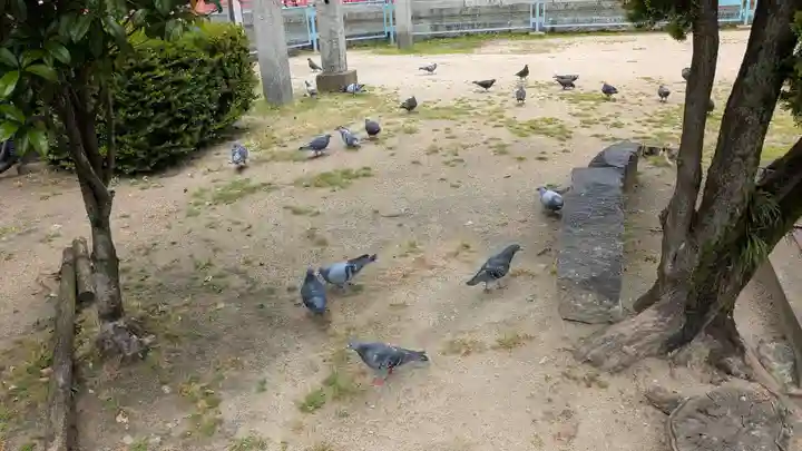 天津神社の動物