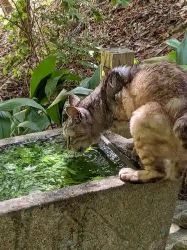 玉野御嶽神社の動物