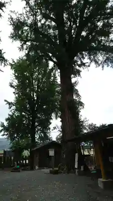 津森神宮の自然