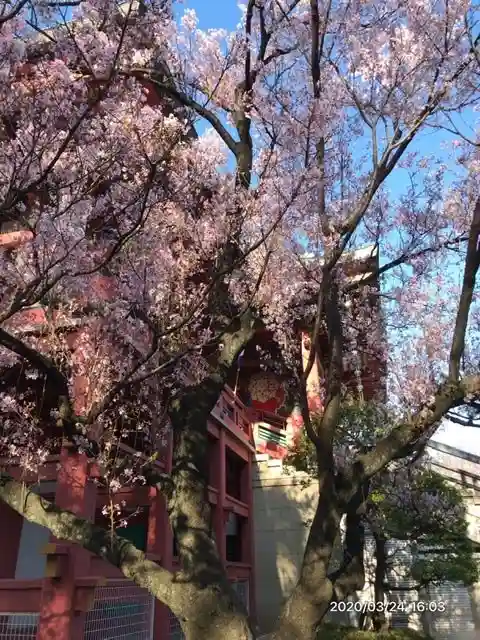 瀧泉寺(目黒不動尊)の自然