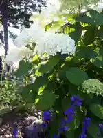 新琴似神社の自然