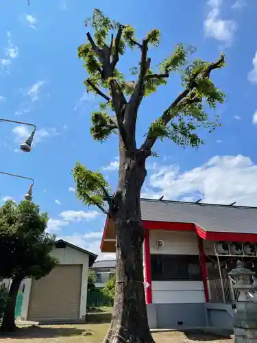 日野宮神社の自然