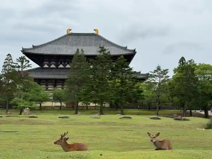 東大寺の{uncategorized: "未分類", other: "その他", undefined: "問題あり", building: "その他建物", grave: "お墓", sacred_gate: "鳥居", guardian: "狛犬", statue: "像", buddha: "仏像", history: "歴史", nature: "自然", garden: "庭園", animal: "動物", pagoda: "塔", temizu: "手水舎", mountain_gate: "山門・神門", sanctuary: "本殿・本堂", subordinate: "末社・摂社", art: "芸術", scenery: "景色", jizo: "地蔵", ema: "絵馬", goshuin: "御朱印", omikuji: "おみくじ", items: "授与品その他", amulet: "お守り", goshuincho: "御朱印帳", eats: "食事", festival: "お祭り", votive_dance: "神楽", shichigosan: "七五三参", wedding: "結婚式", experience: "体験その他", initially: "初詣", around: "周辺", anti_infection: "感染症対策"}