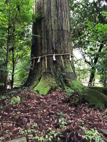 須佐神社の自然