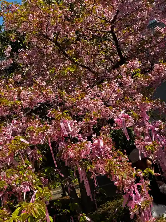 桜神宮の{uncategorized: "未分類", other: "その他", undefined: "問題あり", building: "その他建物", grave: "お墓", sacred_gate: "鳥居", guardian: "狛犬", statue: "像", buddha: "仏像", history: "歴史", nature: "自然", garden: "庭園", animal: "動物", pagoda: "塔", temizu: "手水舎", mountain_gate: "山門・神門", sanctuary: "本殿・本堂", subordinate: "末社・摂社", art: "芸術", scenery: "景色", jizo: "地蔵", ema: "絵馬", goshuin: "御朱印", omikuji: "おみくじ", items: "授与品その他", amulet: "お守り", goshuincho: "御朱印帳", eats: "食事", festival: "お祭り", votive_dance: "神楽", shichigosan: "七五三参", wedding: "結婚式", experience: "体験その他", initially: "初詣", around: "周辺", anti_infection: "感染症対策"}