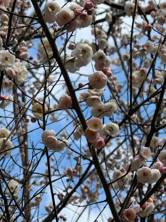 阿佐ヶ谷神明宮の{uncategorized: "未分類", other: "その他", undefined: "問題あり", building: "その他建物", grave: "お墓", sacred_gate: "鳥居", guardian: "狛犬", statue: "像", buddha: "仏像", history: "歴史", nature: "自然", garden: "庭園", animal: "動物", pagoda: "塔", temizu: "手水舎", mountain_gate: "山門・神門", sanctuary: "本殿・本堂", subordinate: "末社・摂社", art: "芸術", scenery: "景色", jizo: "地蔵", ema: "絵馬", goshuin: "御朱印", omikuji: "おみくじ", items: "授与品その他", amulet: "お守り", goshuincho: "御朱印帳", eats: "食事", festival: "お祭り", votive_dance: "神楽", shichigosan: "七五三参", wedding: "結婚式", experience: "体験その他", initially: "初詣", around: "周辺", anti_infection: "感染症対策"}