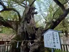 大山祇神社の自然