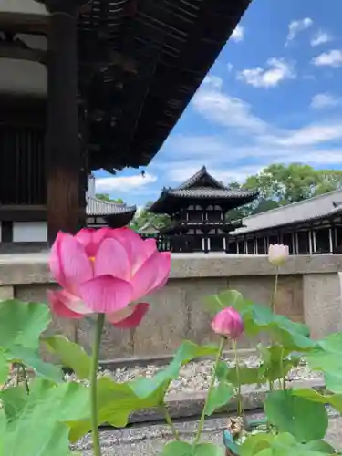 唐招提寺の庭園