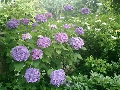 實相寺(実相寺)の自然