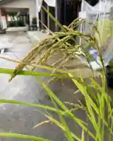 總社 和田八幡宮の自然