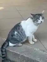 八幡神社(福井県)