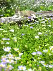 修那羅山安宮神社(長野県)