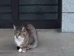 白金氷川神社の動物