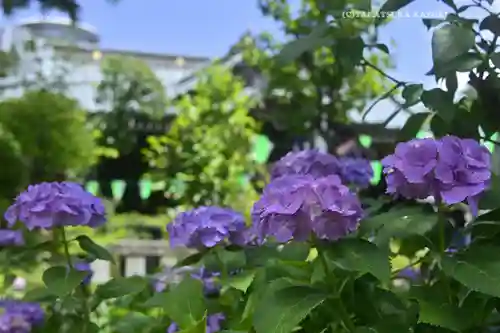 白山神社(東京都)