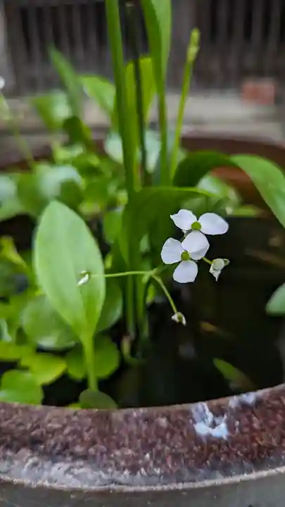 行願寺(革堂)(京都府)
