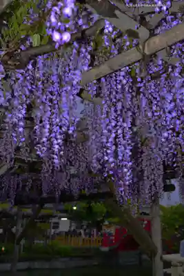 亀戸天神社(東京都)