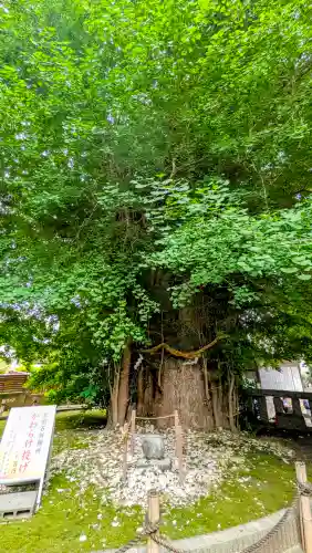 鶴嶺八幡宮の{uncategorized: "未分類", other: "その他", undefined: "問題あり", building: "その他建物", grave: "お墓", sacred_gate: "鳥居", guardian: "狛犬", statue: "像", buddha: "仏像", history: "歴史", nature: "自然", garden: "庭園", animal: "動物", pagoda: "塔", temizu: "手水舎", mountain_gate: "山門・神門", sanctuary: "本殿・本堂", subordinate: "末社・摂社", art: "芸術", scenery: "景色", jizo: "地蔵", ema: "絵馬", goshuin: "御朱印", omikuji: "おみくじ", items: "授与品その他", amulet: "お守り", goshuincho: "御朱印帳", eats: "食事", festival: "お祭り", votive_dance: "神楽", shichigosan: "七五三参", wedding: "結婚式", experience: "体験その他", initially: "初詣", around: "周辺", anti_infection: "感染症対策"}