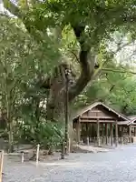 月夜見宮(豊受大神宮別宮)の自然