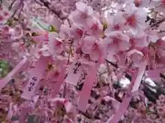 桜神宮(東京都)