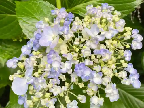 本土寺(千葉県)