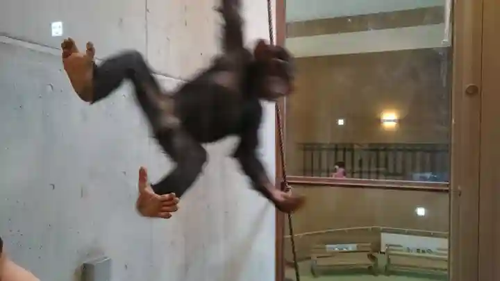 旭川神社の動物