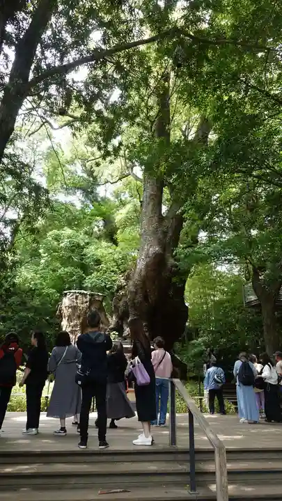來宮神社(静岡県)