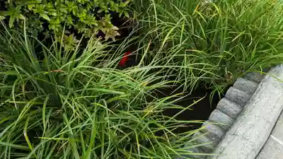 朝日弁財天の動物