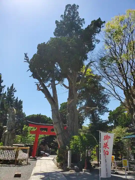 伊古奈比咩命神社の自然