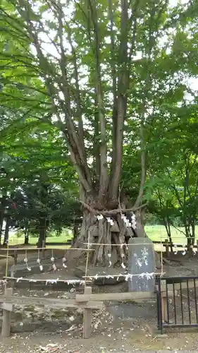 美幌神社の景色