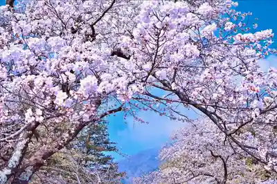彌彦神社(新潟県)