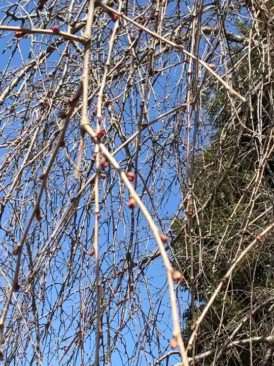 伏木香取神社の自然