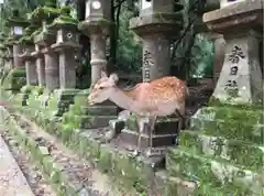 春日大社の動物